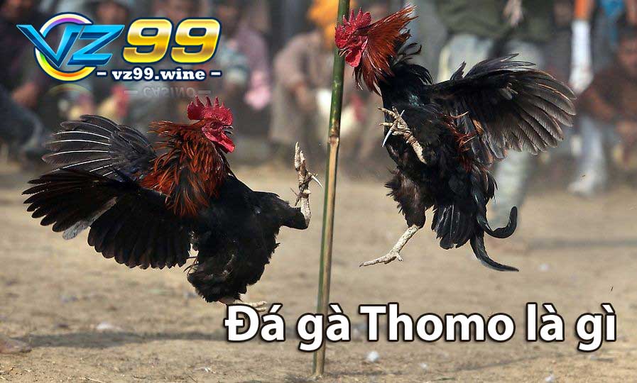 Đá gà Thomo là gì