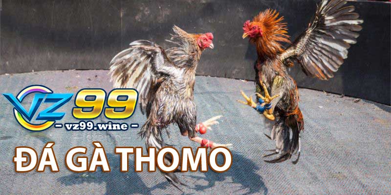 Đá gà Thomo