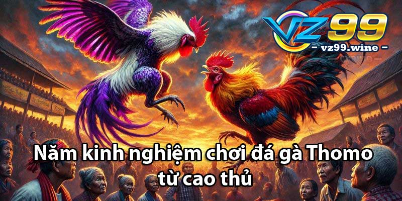 Năm kinh nghiệm chơi đá gà Thomo từ cao thủ