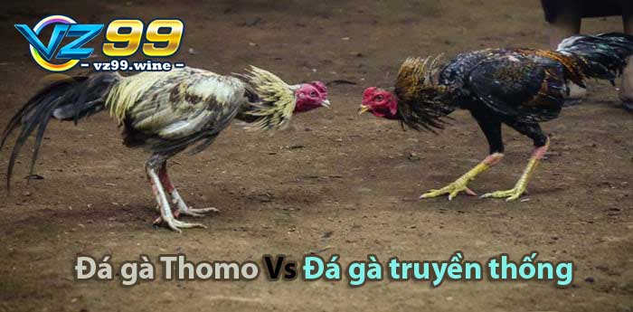 So sánh đá gà Thomo và truyền thống